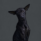 Illustration for article titled Portraits of abandoned dogs before being put down at a shelter